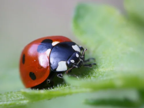 Die architektonische Visionärin: Warum die Stier-Frau mit Schütze-Deszendent die wahre Alchemistin des Tierkreises ist