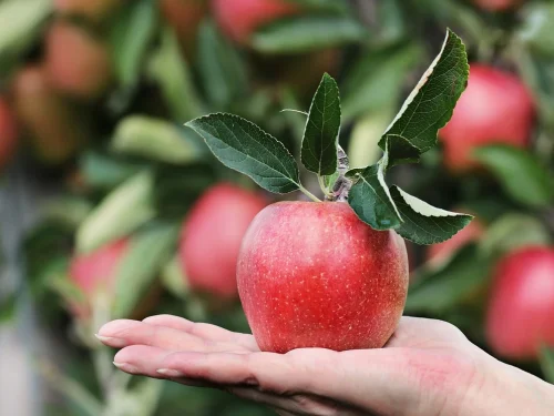 The Domestic Disruptor: A Masterclass in Generational Evolution