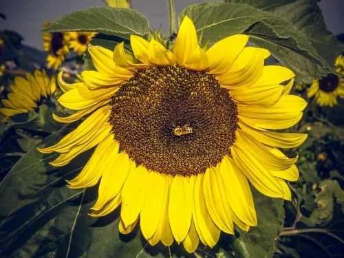 1. Ev Hesaplama: 1. Ev Burcu ve Yöneticisi Nasıl Bulunur?