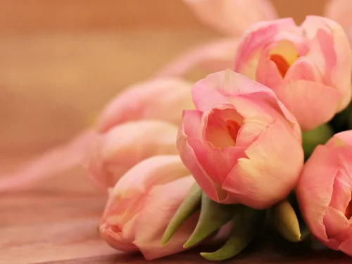 Alpheratz Sabit Yıldızı: Astrolojik Hesaplama Ev Burç Yorumu