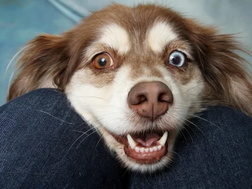 Başak Burcu Balık Burcu Uyumu: Zıtlıkların Büyüleyici Dengesi