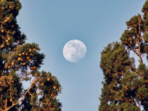 Phicares Sabit Yıldızı: Astrolojik Hesaplama Ev Burç Yorumu