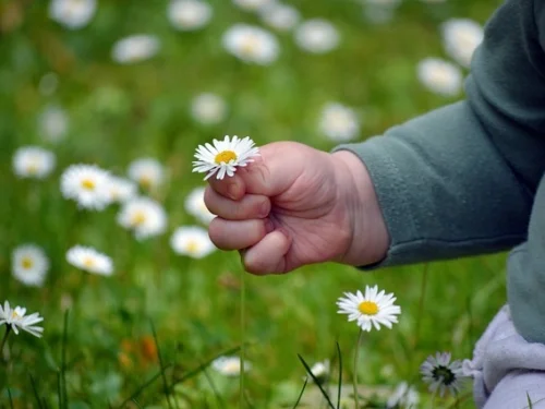 Samakah Sabit Yıldızı: Astrolojik Anlamı, Burçlar, Evler ve Hesaplama Rehberi